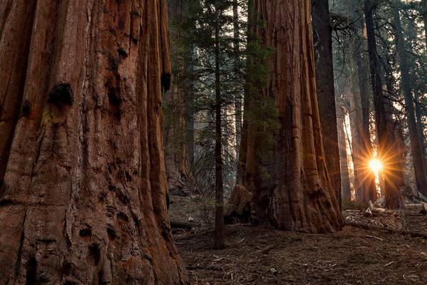 Sequoia Sunrise