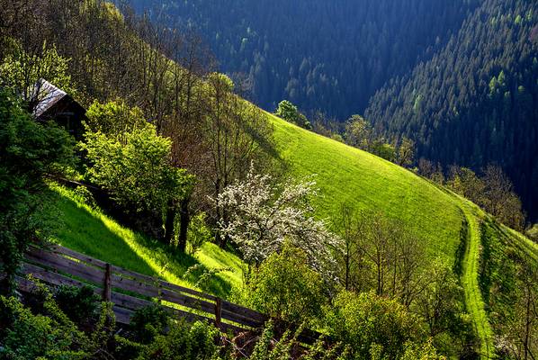 Backlit Spring