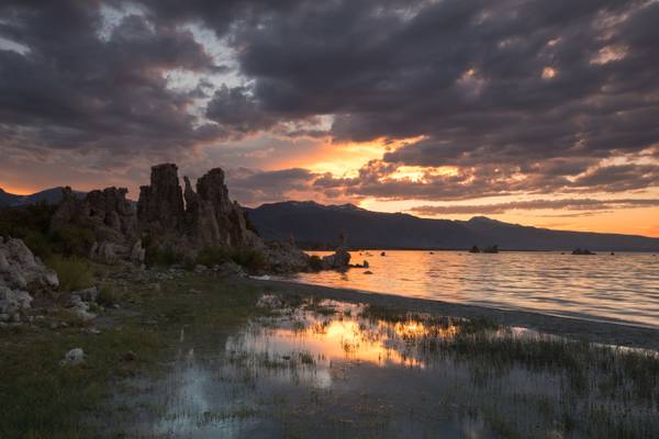 reflections in the grass