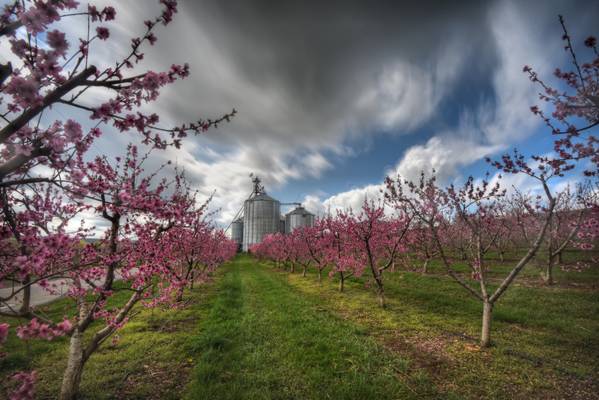 Blossoms