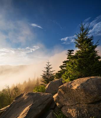 Golden Light Through Fog