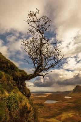 The Lone Rowan Tree, Quiraing, Isle of Skye, Scotland