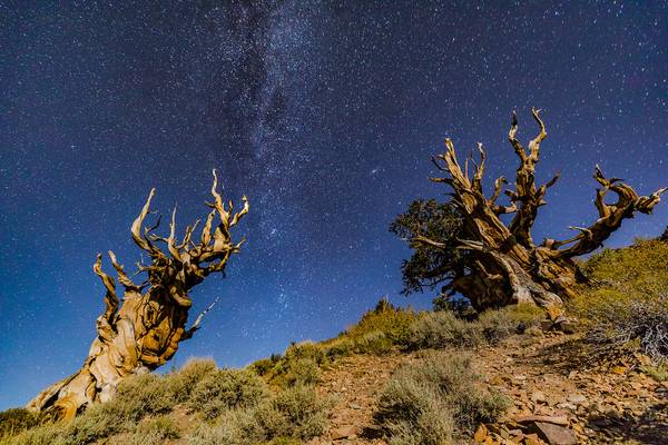 Fight of the Ancients