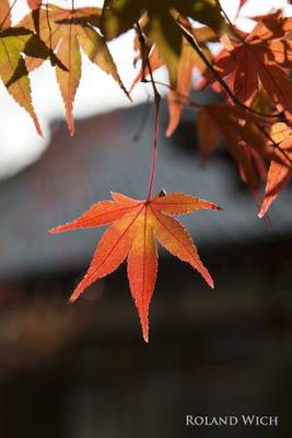 Japan Autumn