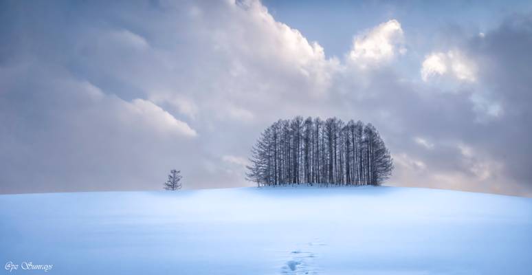 Winter Wonderland in Biei
