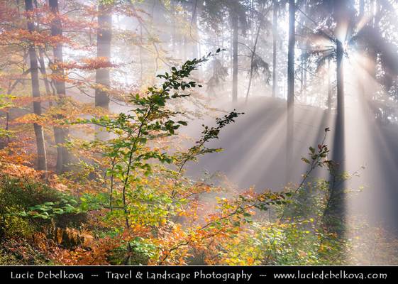 Czech Republic - Bohemian Switzerland National Park - České Švýcarsko - Magical Autumn Morning walk