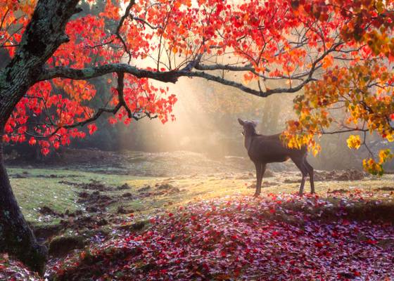 Nara Park Scene