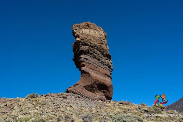 Roque Cinchado y cernicalo