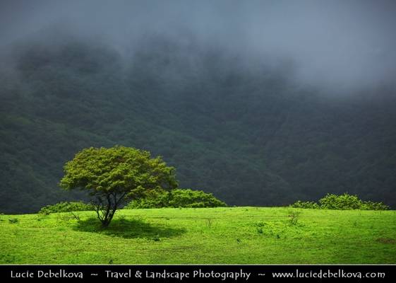 Oman - Lush Misty Greenness of Salalah Mountains