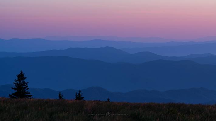 Roan Mountain Tree Tops