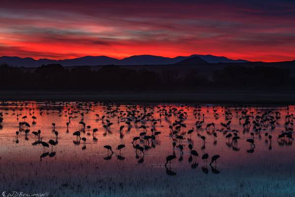 Cranes on the water, fire in the sky