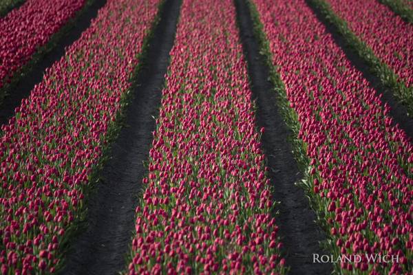 Holland - Flower Fields