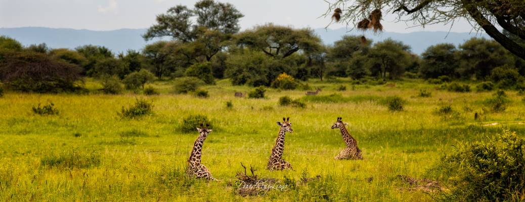 giraffes lying down