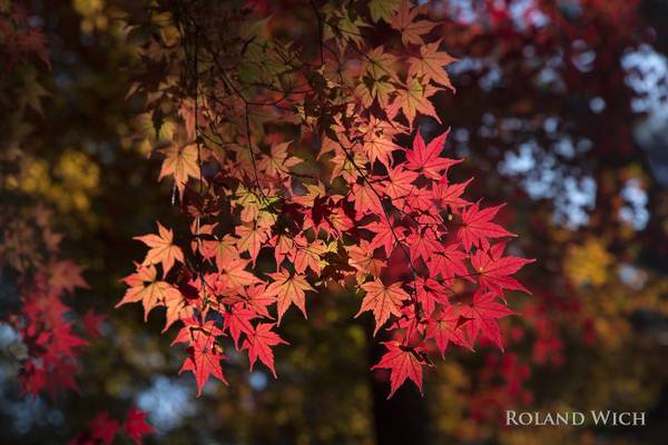 Seoul Autumn