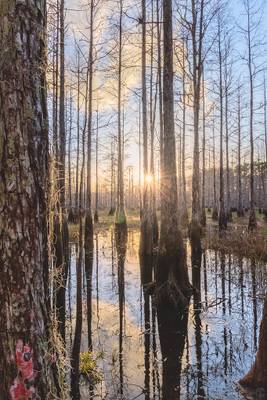 Golden hour in a cypress dome swamp in central Florida [OC] [800x1200]