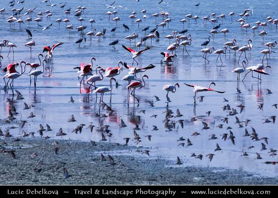 Kuwait - Flamingos in Kuwait Bay