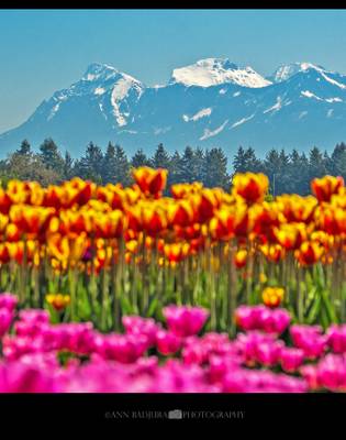Tulips of the Valley Festival in Chilliwack, BC, Canada