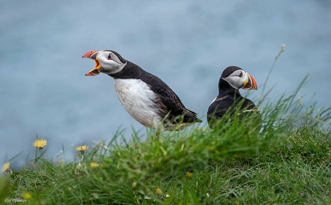 Puffins' self expression
