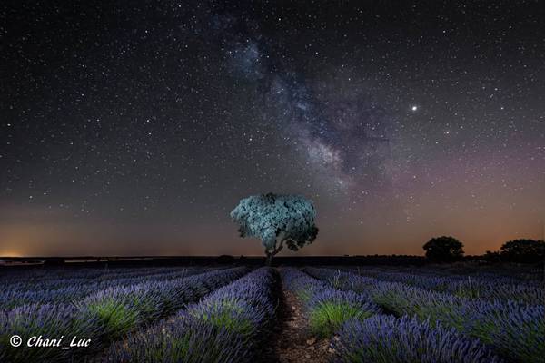 Brihuega, cultivos de lavanda.