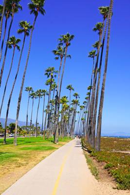 Cycling between the palm trees, Santa Barbara, California