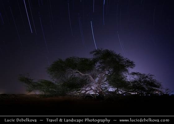 Bahrain - Star Trails over Tree of Life