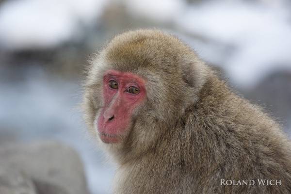 Snow Monkey