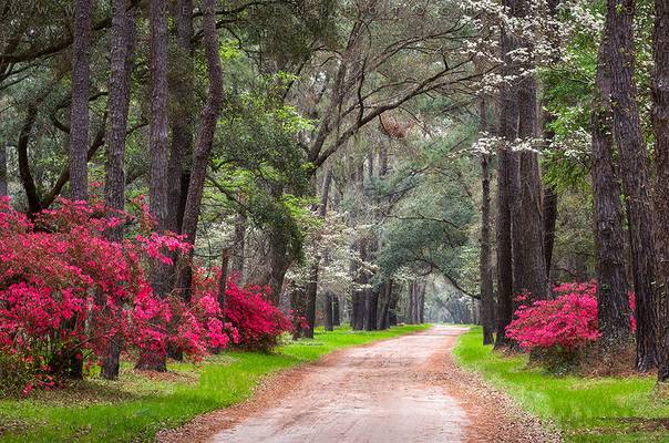 Deep South Lowcountry Lane Charleston South Carolina Edisto Island Scenic Landscape