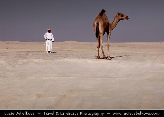 Bahrain - Man and his Camel in the Desert near Tree of Life