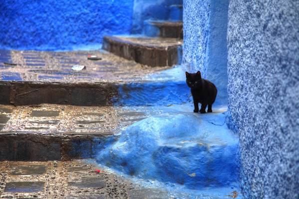 Black Cat, Blue City