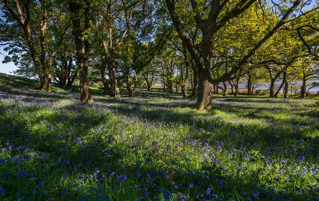 Woods by the Firth.