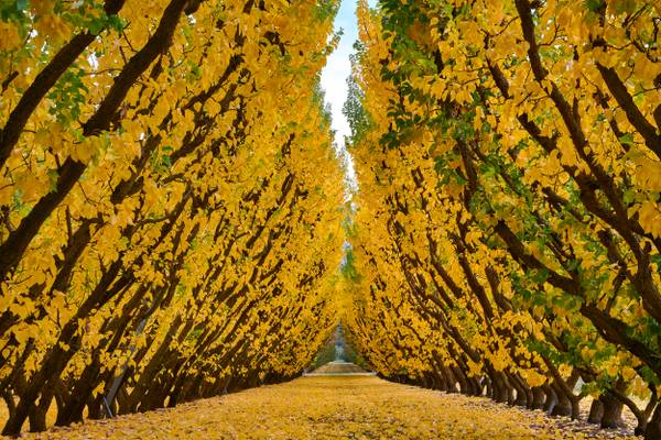 Jackson Orchards - Cromwell, New Zealand