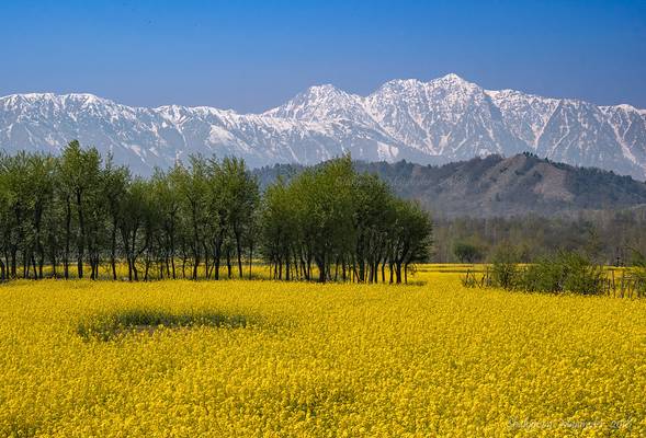 Extensive fields of mustard at Kokernag, Kashmir with the Himalayas in the backdrop