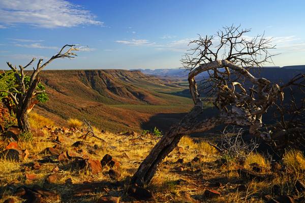 Dry tree on the edge, Grootberg Plateau, Namibia