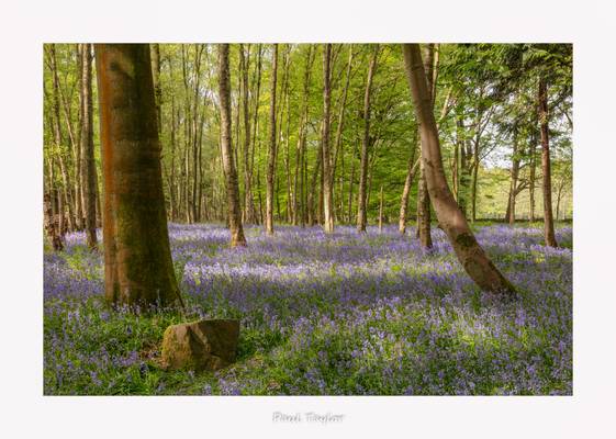 Hag Wood Bluebells