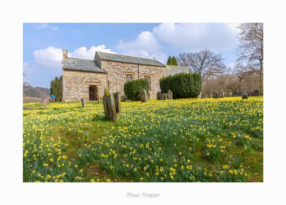 Farndale Daffodils