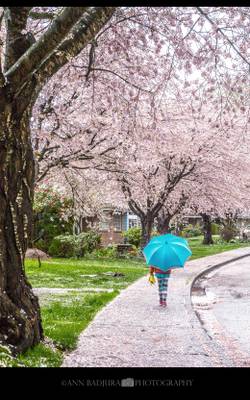 Cherry blossoms in the Vancouver area of BC, Canada