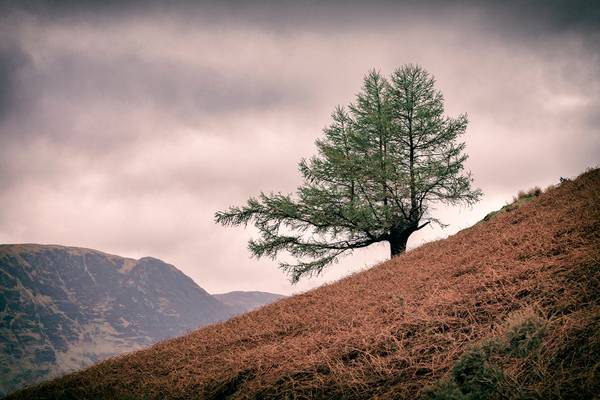 Lone Tree at Buttermere (but not the one you're thinking of), Lake District