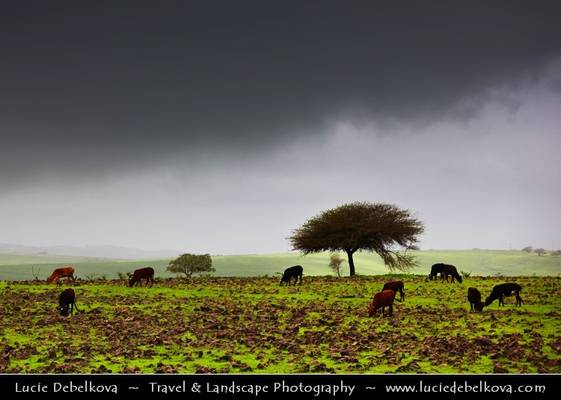 Oman - Cows in Stormy Greenness of Salalah Mountains