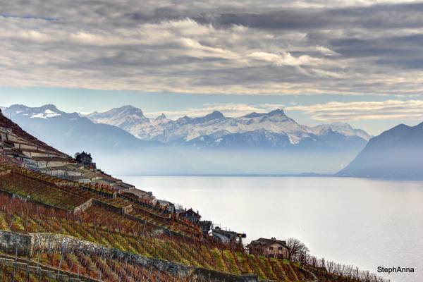 Vineyards and Swiss Alps