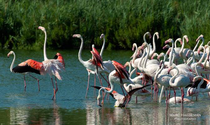 Flamingo ballet