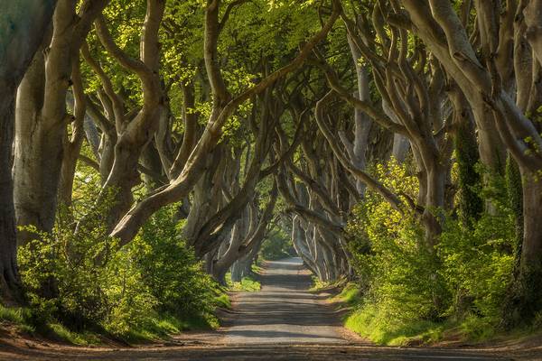 darkhedges-7458