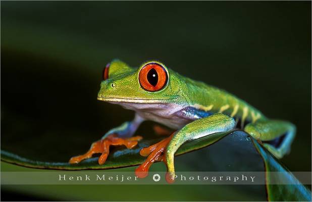 Gaudy Leaf Frog - Costa Rica
