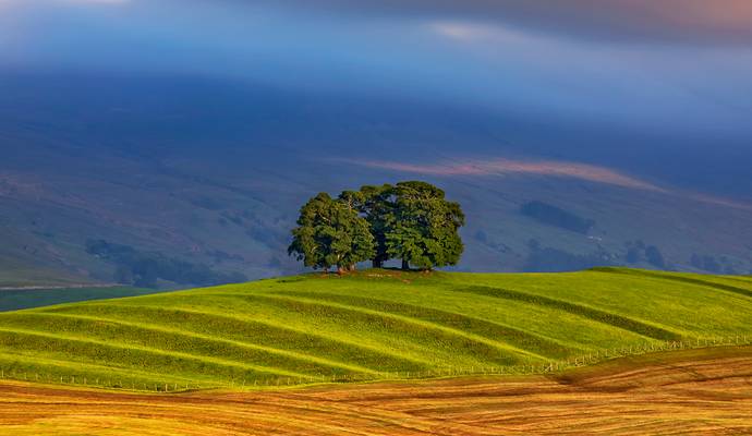 Copse of Trees, Gallows Hill, Yorkshire 'a la' Tuscany (near Kirkby Stephen, Yorkshire)