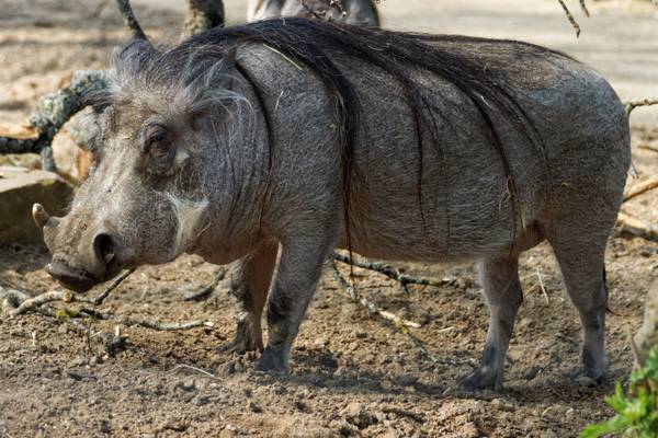 Warthog, Marwell Zoo