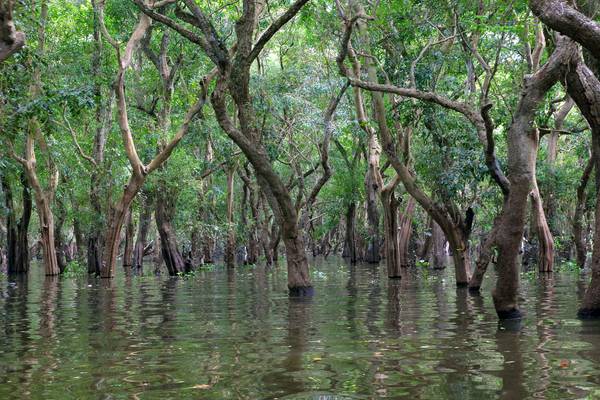 Mangrove forests along the Taxac river