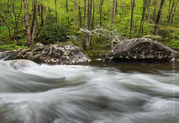 Dogwood Tremont Great Smoky Mountains