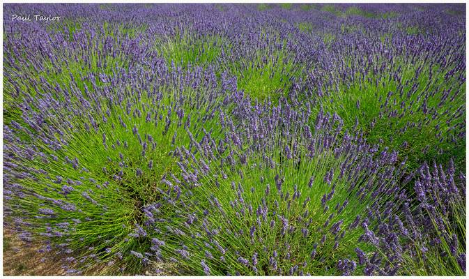 Yorkshire Lavender