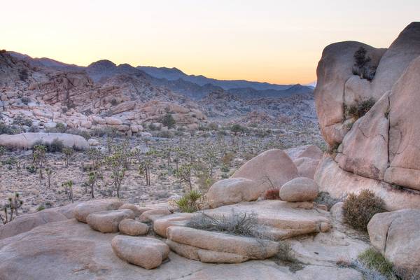 Joshua Tree Sunset