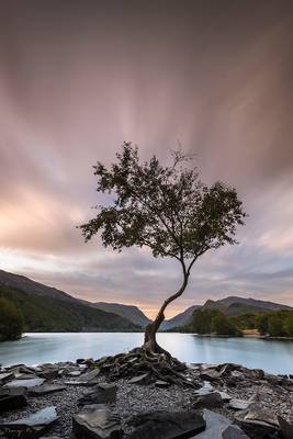 Lone Tree