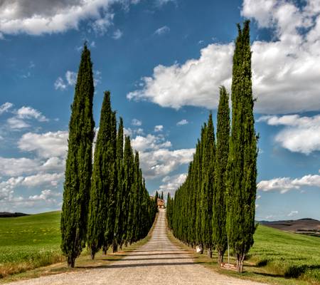 Lined Cypresses at Poggio Covili